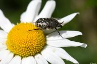 Oxythyrea funesta