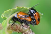 Cryptocephalus bipunctatus