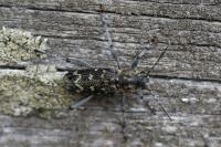 Xylotrechus rusticus