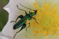 Oedemera nobilis