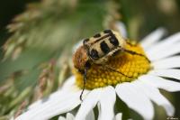 Trichius gallicus