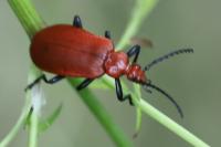 Pyrochroa serraticornis