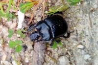 Typhaeus typhoeus
