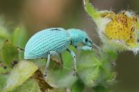 Polydrusus planifrons