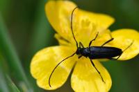 Rutpela nigra