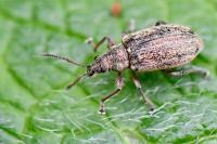 Phyllobius pyri