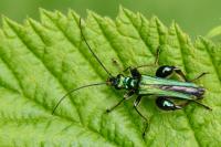Oedemera nobilis