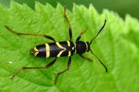 Clytus arietis