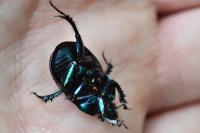 Trypocopris pyrenaeus