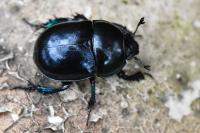 Trypocopris pyrenaeus