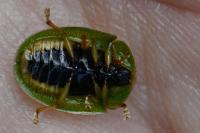 Cassida viridis