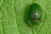 Cassida viridis