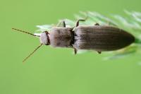 Agriotes pilosellus