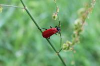 Pyrochroa coccinea