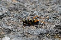 Clytus arietis