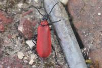 Pyrochroa coccinea