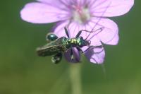 Oedemera nobilis