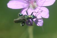 Oedemera nobilis