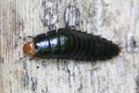 Dendroxena quadrimaculata