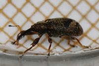 Anthonomus pomorum