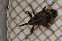 Anthonomus pomorum