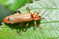 Cantharis livida