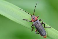 Cantharis rustica