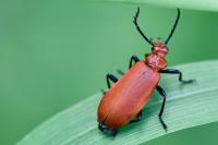 Pyrochroa serraticornis