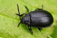 Galeruca luctuosa