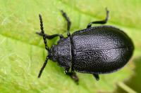 Galeruca luctuosa