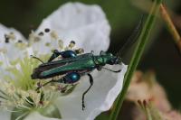 Oedemera nobilis