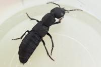 Ocypus olens