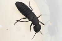 Ocypus olens