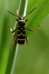 Clytus arietis