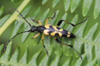 Rutpela maculata