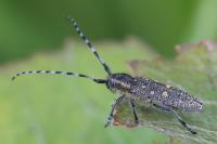 Saperda populnea