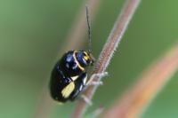 Cryptocephalus moraei