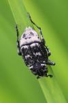 Valgus hemipterus