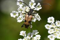 Pachytodes cerambyciformis