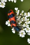 Trichodes alvearius
