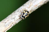 Propylea quatuordecimpunctata