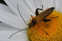 Oedemera podagrariae
