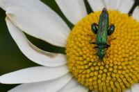 Oedemera nobilis