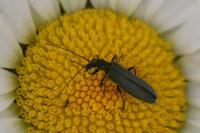 Oedemera nobilis