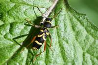 Clytus arietis