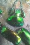 Cetonischema speciosissima