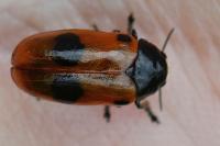 Clytra laeviuscula