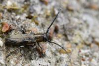 Phytoecia nigricornis