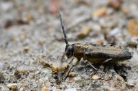 Phytoecia nigricornis