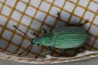 Polydrusus planifrons